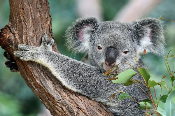 A cute koala chews on eucalyptus leaves at Koala Gardens, Kuranda, Australia.