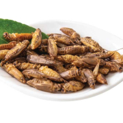 acheta-domesticus-crickets Acheta Domesticus Crickets