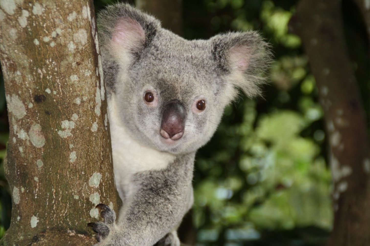 australia, zoo, koala bear