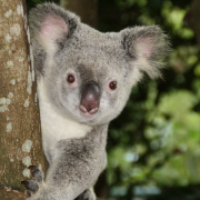 australia-zoo-koala-bear-stockpack-pixabay.jpg australia, zoo, koala bear