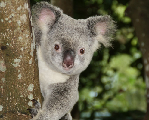 australia-zoo-koala-bear-stockpack-pixabay.jpg australia, zoo, koala bear