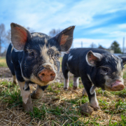 black-mini-pigs-walking-on-grass-in-countryside-in-daylight-stockpack-pexels.jpg Black mini pigs walking on grass in countryside in daylight