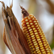 corn, cob, harvest