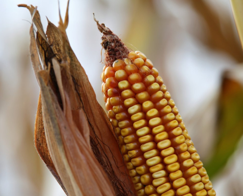 corn-cob-harvest-stockpack-pixabay.jpg corn, cob, harvest