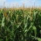 corn-field-crop-agriculture-stockpack-pixabay.jpg corn field, crop, agriculture
