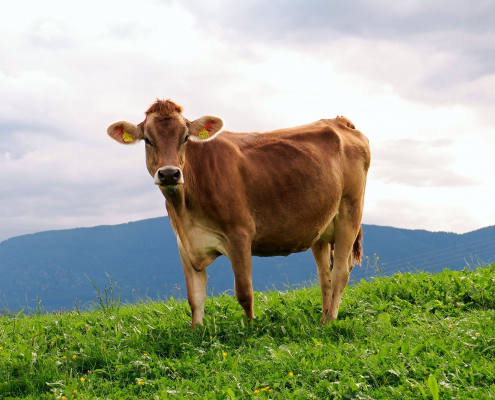 cow-animal-milk-cow-stockpack-pixabay.jpg cow, animal, milk cow