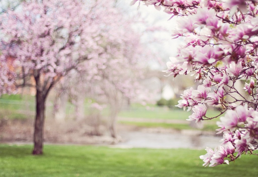 magnolia trees, springtime, pink flowers