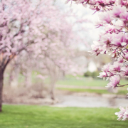 magnolia-trees-springtime-pink-flowers-stockpack-pixabay.jpg magnolia trees, springtime, pink flowers