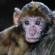 monkey, baby, barbary macaque