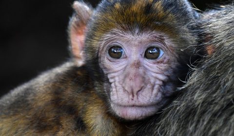 monkey, baby, barbary macaque