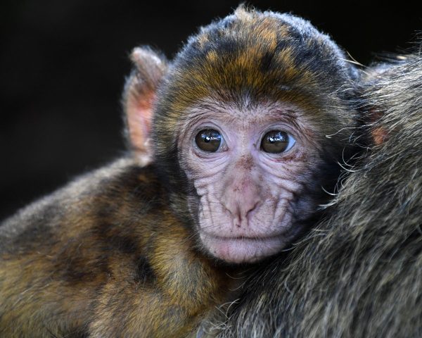 monkey, baby, barbary macaque