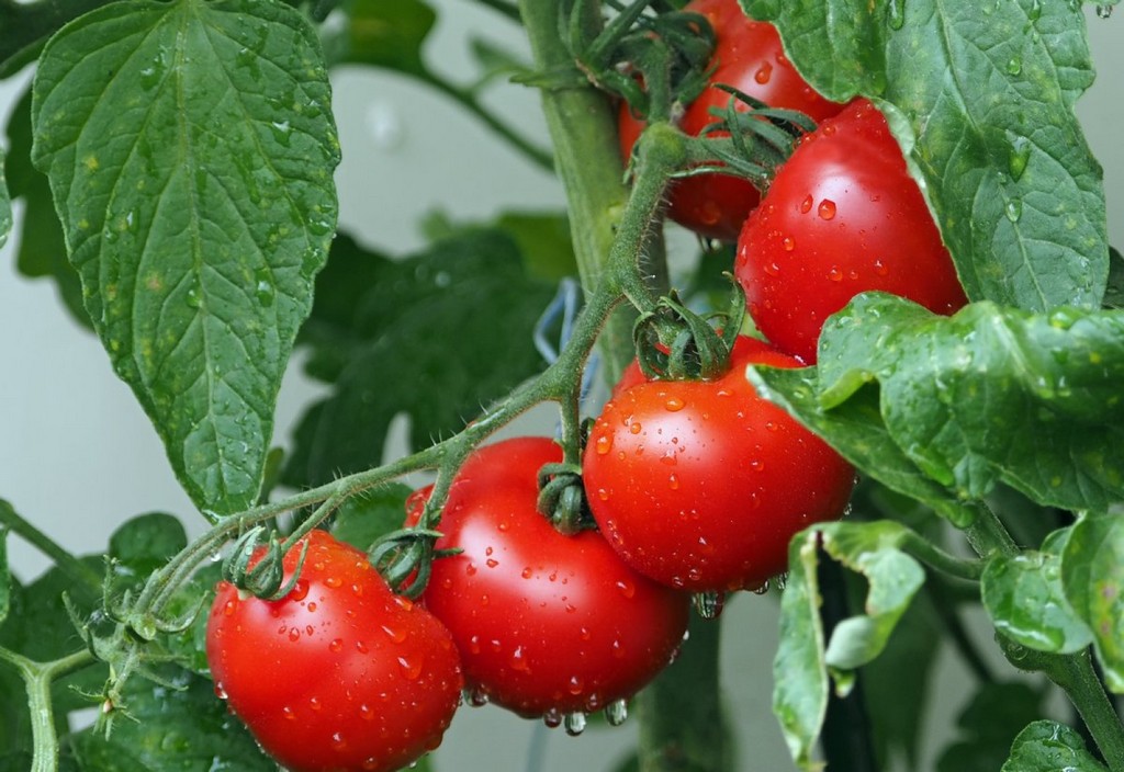 tomatoes-vines-water-droplets-stockpack-pixabay.jpg tomatoes, vines, water droplets