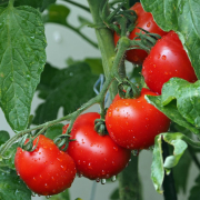 tomatoes-vines-water-droplets-stockpack-pixabay.jpg tomatoes, vines, water droplets