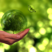 tree, butterfly, globe