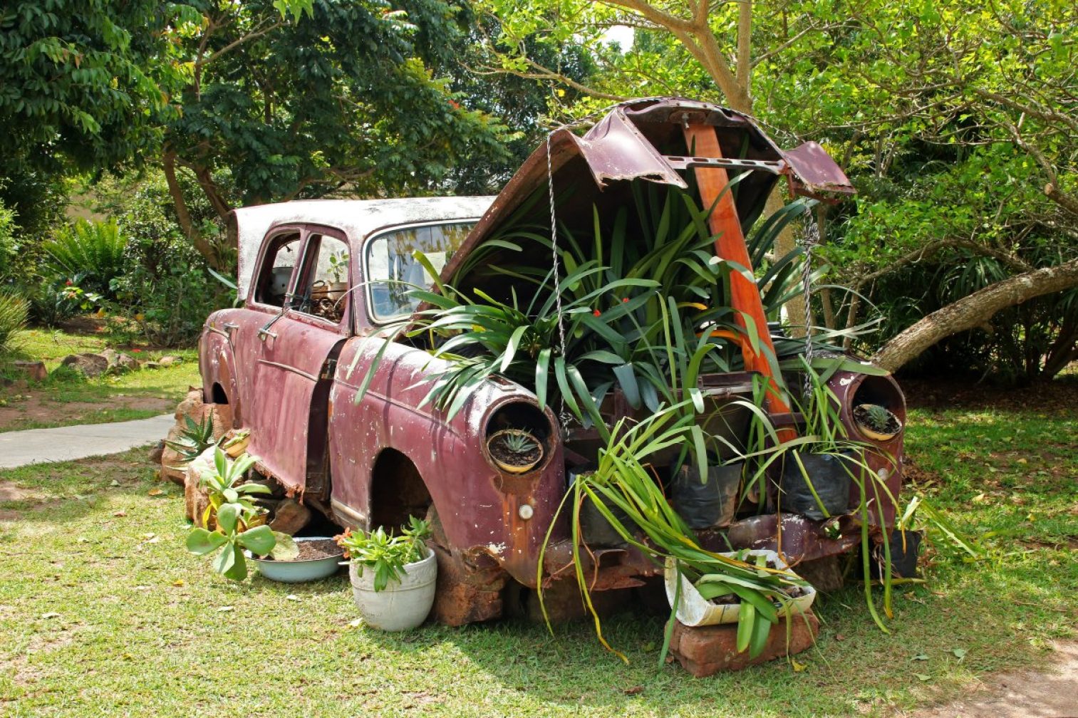 vintage car, plants under bonnet, car