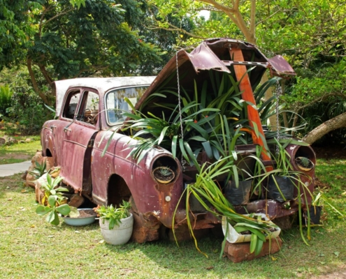 vintage-car-plants-under-bonnet-car-stockpack-pixabay.jpg vintage car, plants under bonnet, car