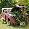 vintage car, plants under bonnet, car