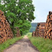 wood-timber-industry-forest-stockpack-pixabay.jpg wood, timber industry, forest
