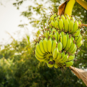 banana-tree-nature-tree-stockpack-pixabay.jpg banana tree, nature, tree