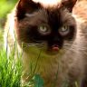 british shorthair, cat, puss