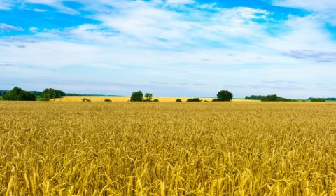 field, wheat, sky