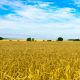 field-wheat-sky-stockpack-pixabay.jpg field, wheat, sky