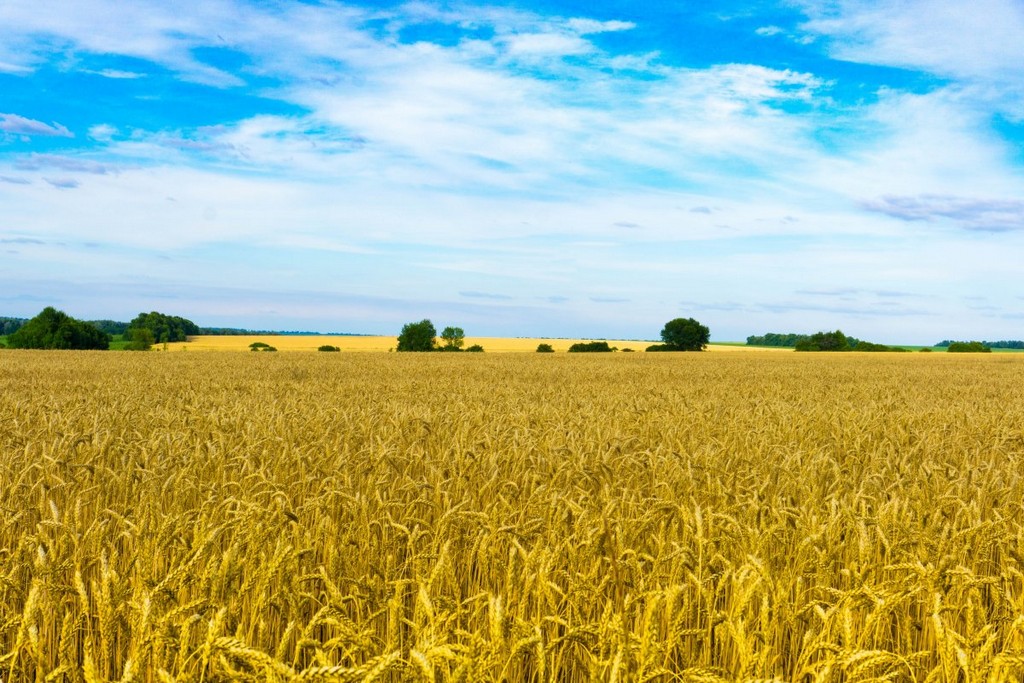 field-wheat-sky-stockpack-pixabay.jpg field, wheat, sky