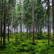 forest-trees-fir-trees-stockpack-pixabay.jpg forest, trees, fir trees