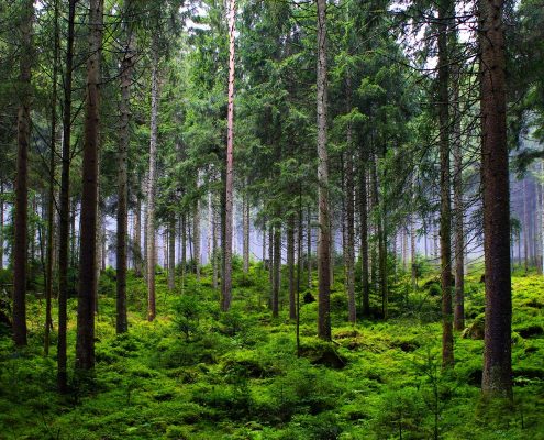 forest, trees, fir trees