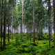forest, trees, fir trees