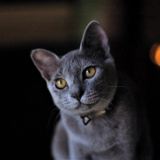 russian blue cat, cat, pet