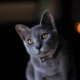 russian-blue-cat-cat-pet-stockpack-pixabay.jpg russian blue cat, cat, pet