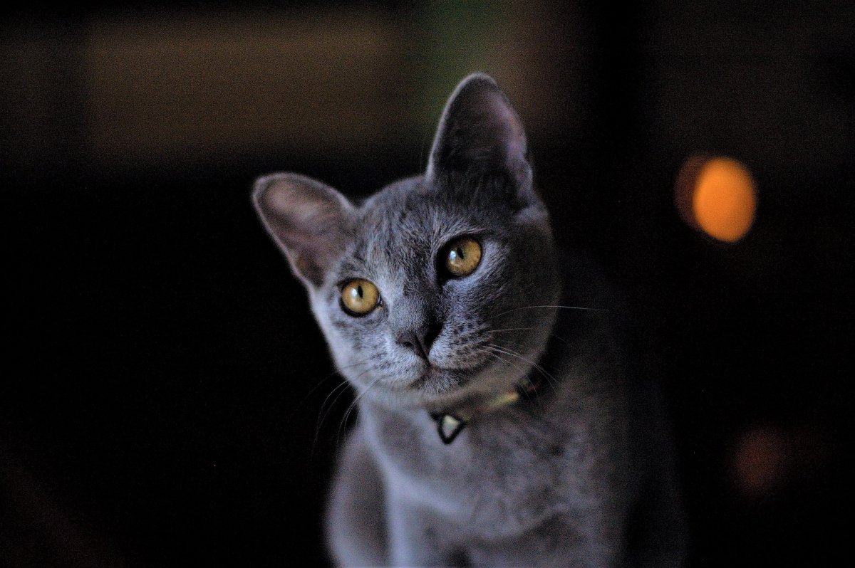 russian-blue-cat-cat-pet-stockpack-pixabay.jpg russian blue cat, cat, pet
