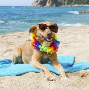 Vacanze Con Animali Sardegna