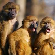 animals, monkeys, baboon
