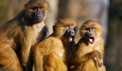 animals, monkeys, baboon