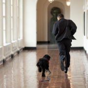 barack-obama-and-bo-play-run-stockpack-pixabay.jpg barack obama and bo, play, run