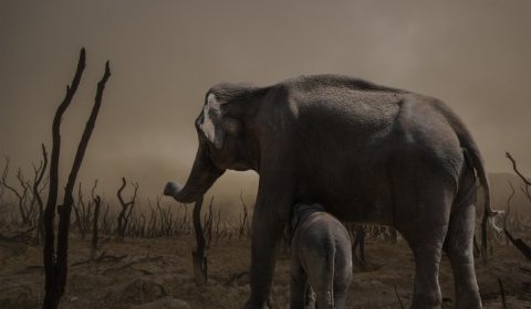 elephant, mammal, wildlife