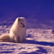 fox-arctic-animal-stockpack-pixabay.jpg fox, arctic, animal