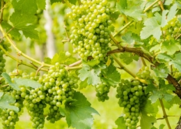 grapes, fruit, vines