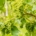 grapes, fruit, vines