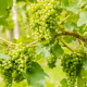 grapes-fruit-vines-stockpack-pixabay.jpg grapes, fruit, vines