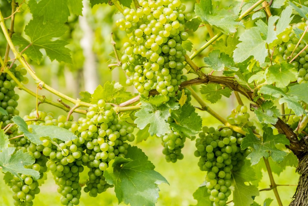 grapes-fruit-vines-stockpack-pixabay.jpg grapes, fruit, vines