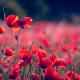 poppies-flowers-field-stockpack-pixabay.jpg poppies, flowers, field