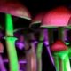 shrooms Shrooms