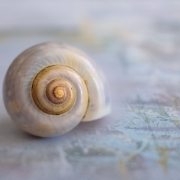 snail-shell-close-up-stockpack-pixabay.jpg snail, shell, close up