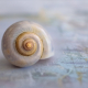 snail-shell-close-up-stockpack-pixabay.jpg snail, shell, close up
