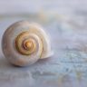 snail, shell, close up