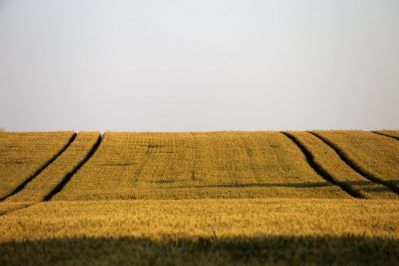 agriculture, wheat field, plant