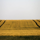 agriculture-wheat-field-plant-stockpack-pixabay.jpg agriculture, wheat field, plant